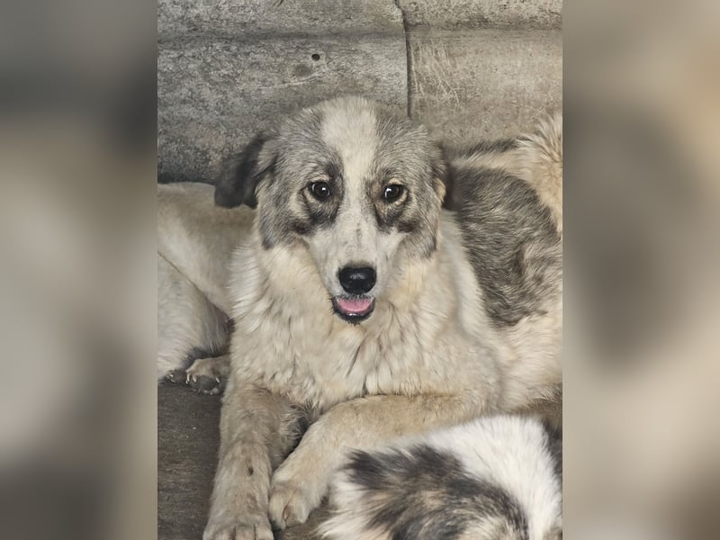 Hund Rüde Welpe Tierschutz Bundesweite Vermittlung