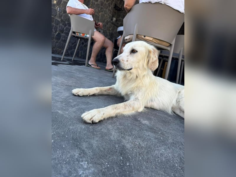 Hund Hündin Tierschutz kastriert Bundesweite Vermittlung