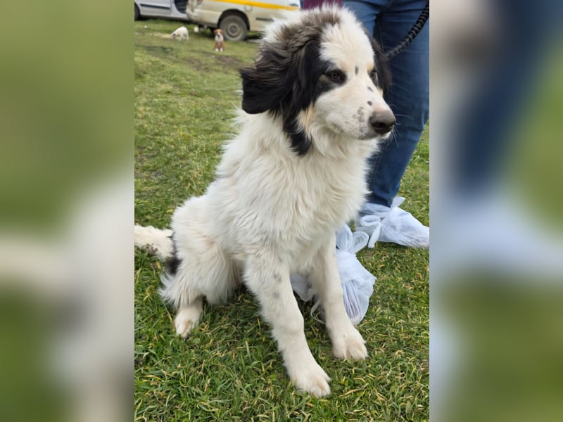 Hund Rüde Tierschutz Bundesweite Vermittlung