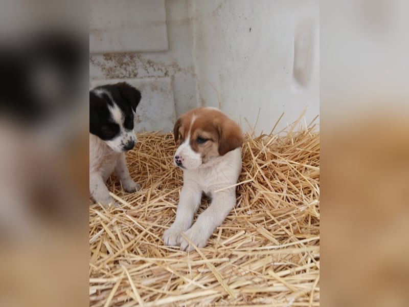 Hund Rüde Tierschutz Welpe Bundesweite Vermittlung