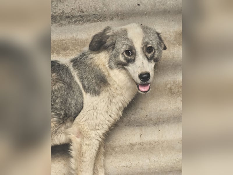 Hund Rüde Welpe Tierschutz Bundesweite Vermittlung