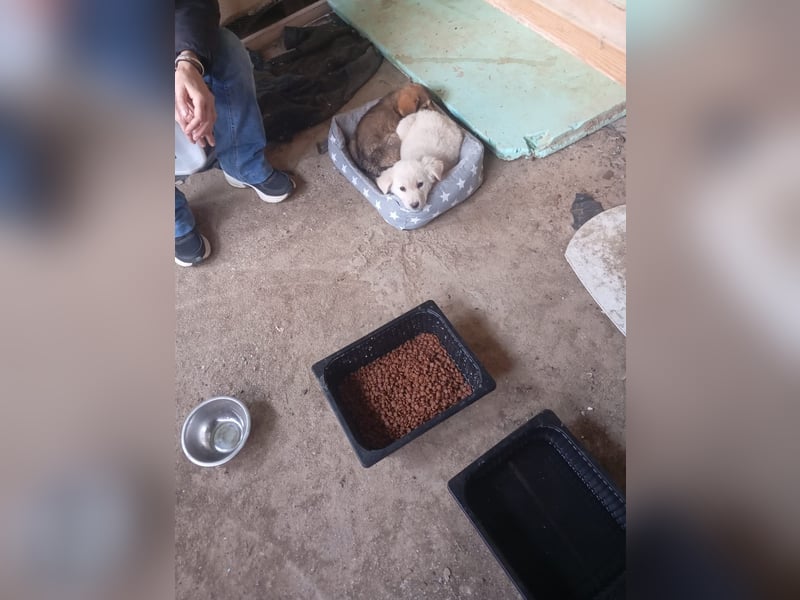 Hund Rüde Tierschutz Welpe Bundesweite Vermittlung