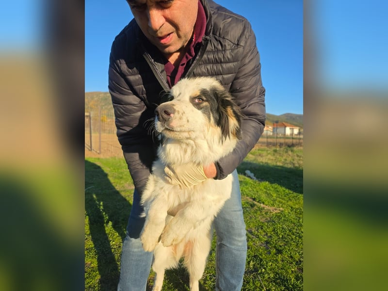 Hund Welpe Rüde Sam Tierschutz