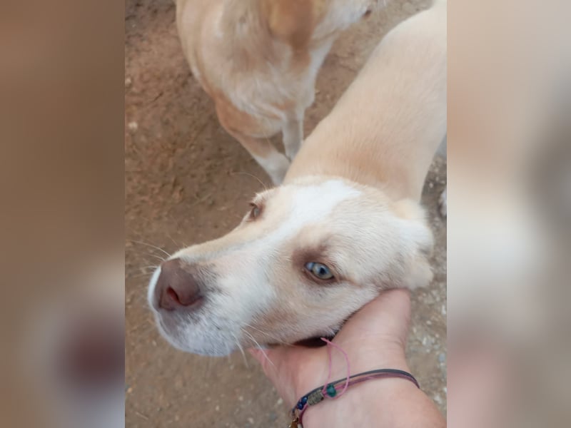 Hund Rüde Welpe Tierschutz Bundesweite Vermittlung