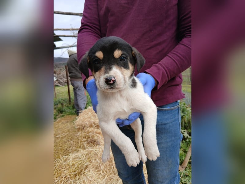 Hund Hündin Welpe Tierschutz Bundesweite Vermittlung