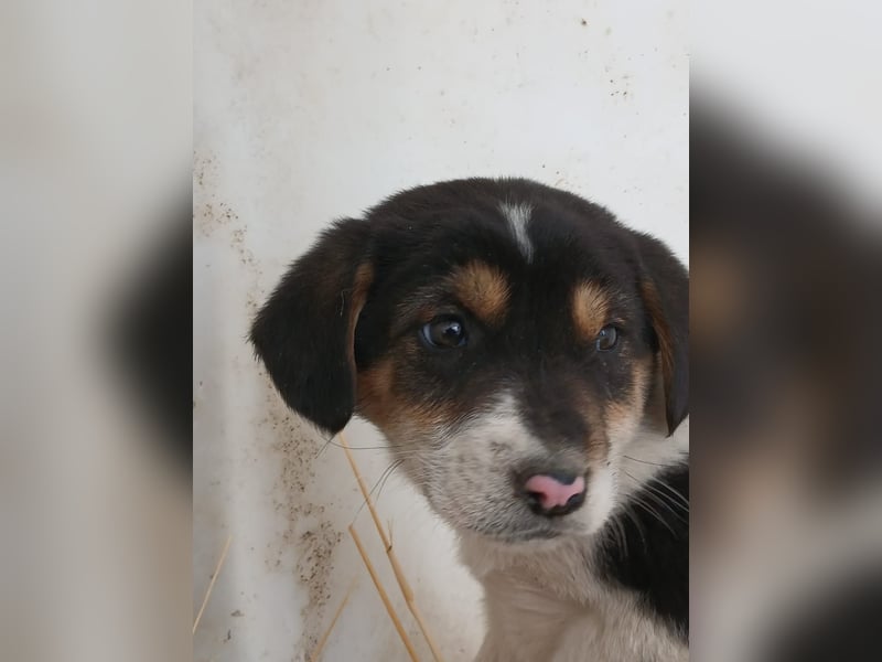 Hund Rüde Welpe Tierschutz Bundesweite Vermittlung