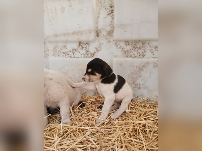 Hund Hündin Welpe Tierschutz Bundesweite Vermittlung