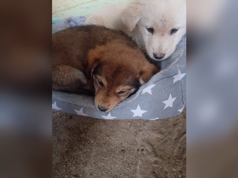 Hund Hündin Welpe Tierschutz Bundesweite Vermittlung