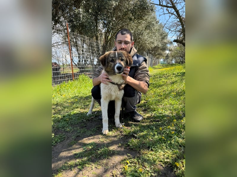Hund Rüde Tierschutz Bundesweite Vermittlung