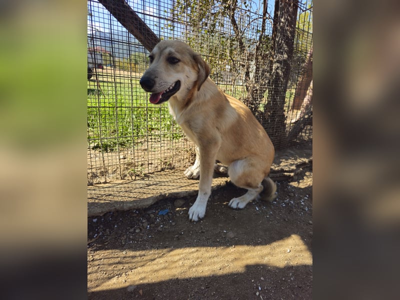 Hund Junghund Hündin Thalia Tierschutz Traumhund
