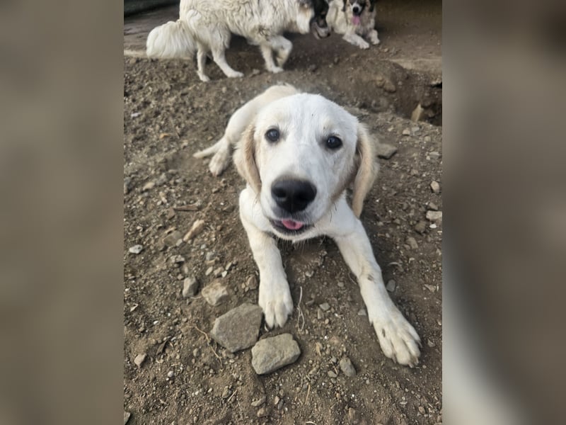 Hund Rüde Welpe Tierschutz Bundesweite Vermittlung