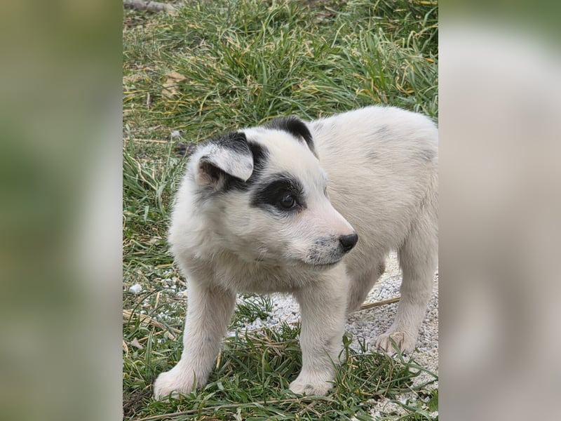Hund Hündin Welpe Tierschutz Bundesweite Vermittlung