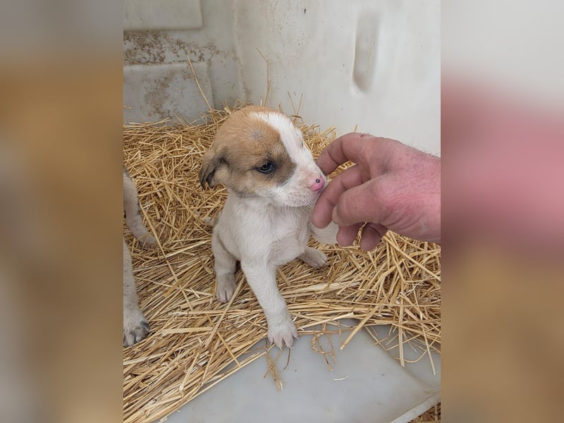 Hund Rüde Tierschutz Welpe Bundesweite Vermittlung
