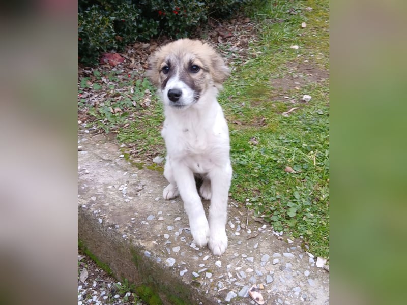 Hund Rüde Tierschutz Welpe Bundesweite Vermittlung