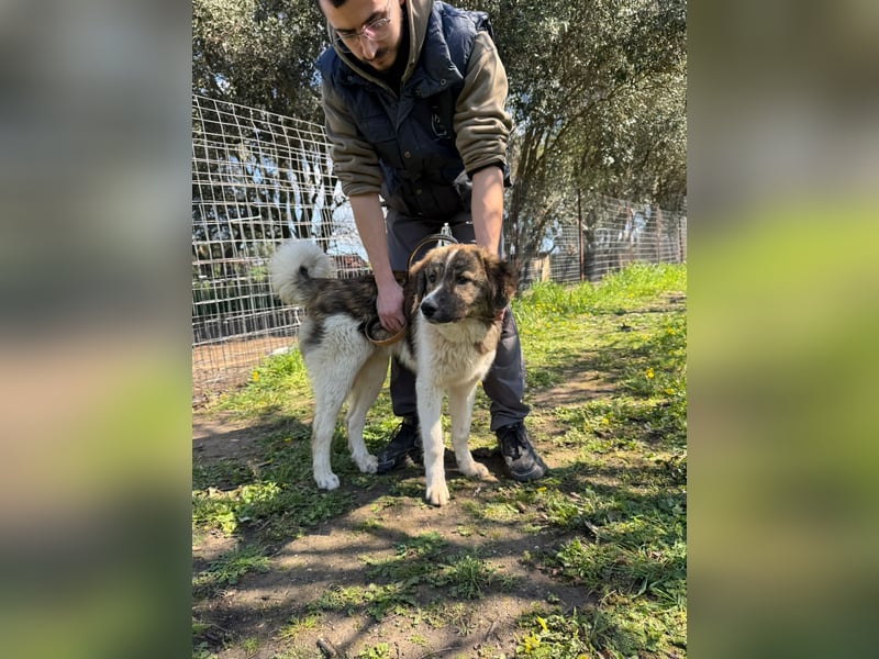 Hund Rüde Tierschutz Bundesweite Vermittlung