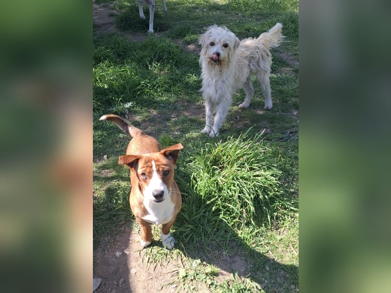 Hund Rüde Tierschutz Bundesweite Vermittlung