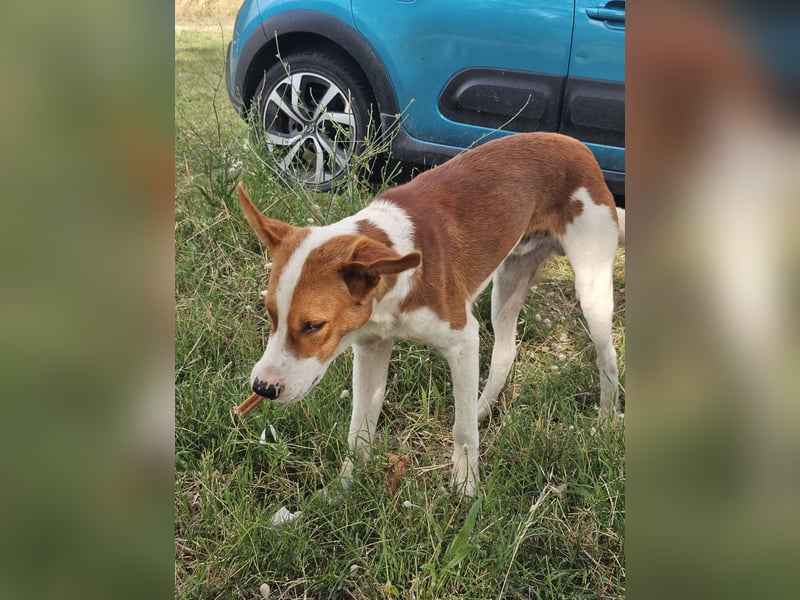 Hund Rüde Tierschutz Bundesweite Vermittlung