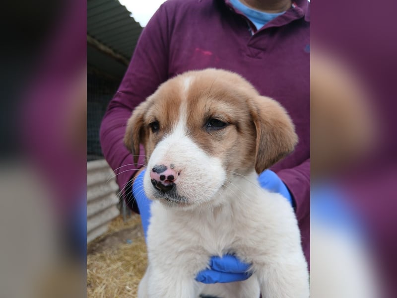 Hund Rüde Tierschutz Welpe Bundesweite Vermittlung