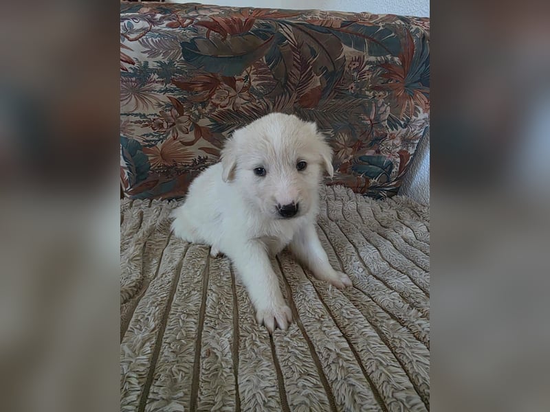 Hund Hündin Welpe Tierschutz Bundesweite Vermittlung