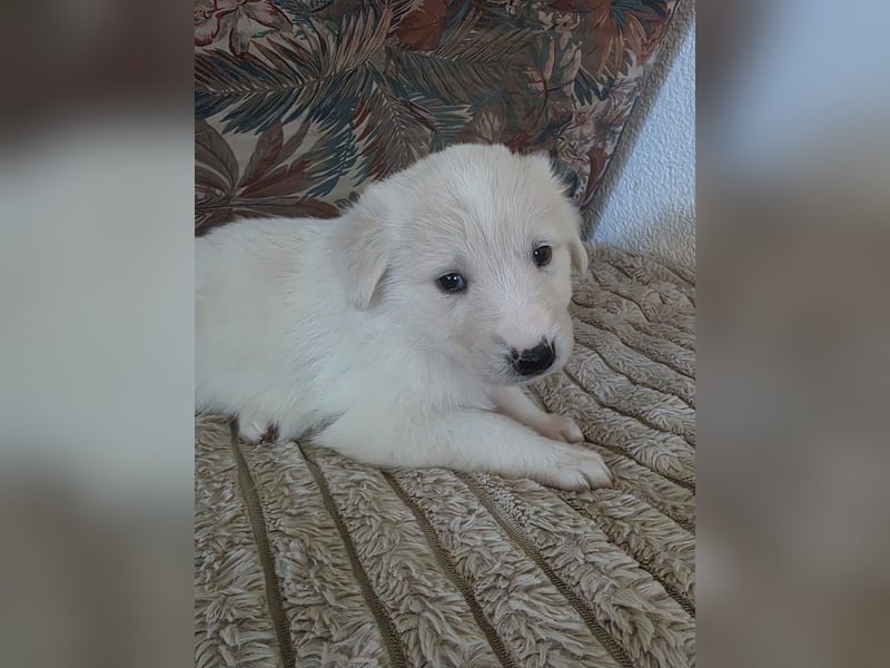 Hund Hündin Welpe Tierschutz Bundesweite Vermittlung