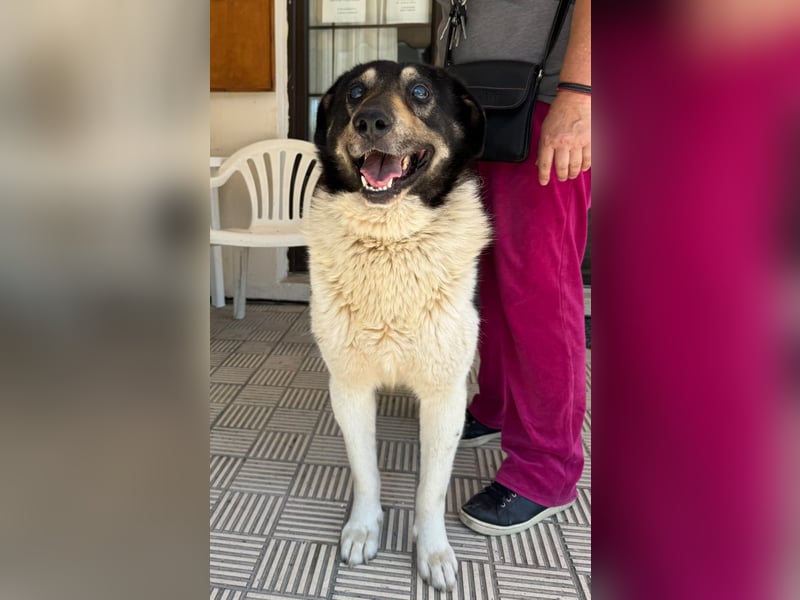 Hund Rüde Tierschutz kastriert Blind Handicap Bundesweite Vermittlung