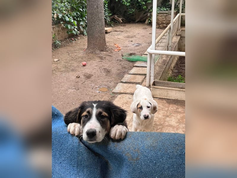 Hund Hündin Welpe Tierschutz Bundesweite Vermittlung