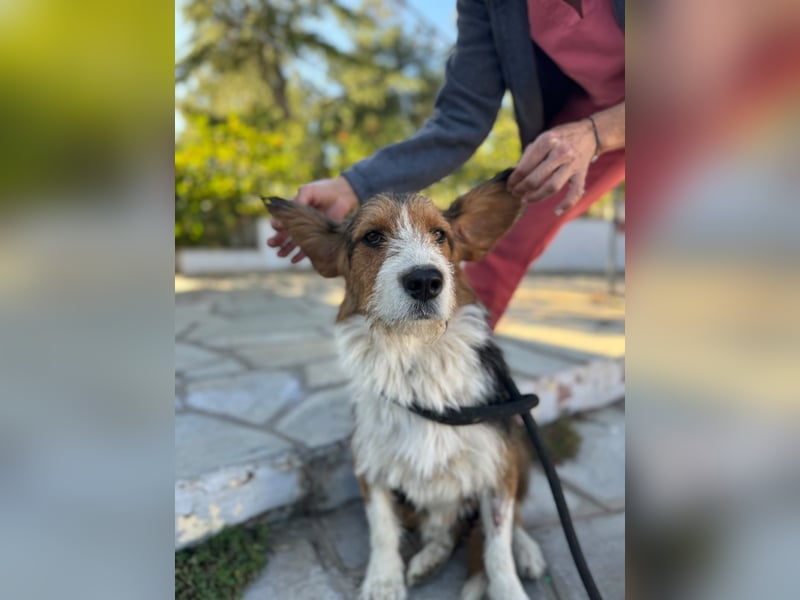 Hund Rüde Kastriert Tierschutz Bundesweite Vermittlung