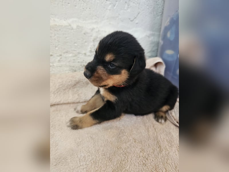Hund Hündin Welpe Tierschutz Bundesweite Vermittlung