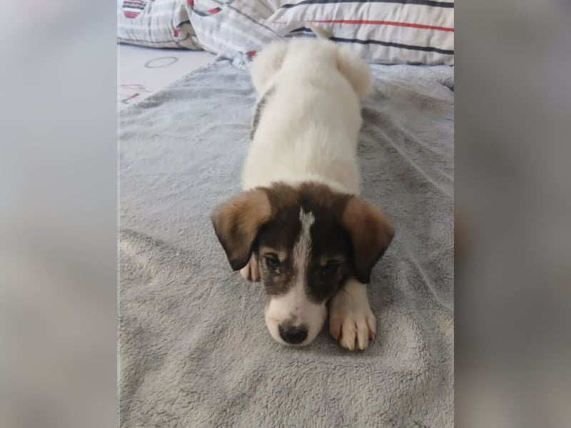 Hund Hündin Welpe Tierschutz Bundesweite Vermittlung