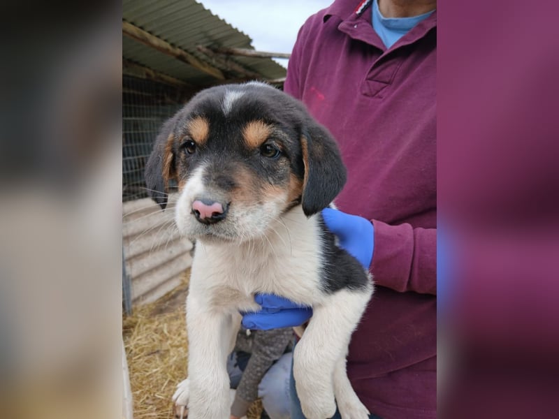 Hund Rüde Welpe Tierschutz Bundesweite Vermittlung