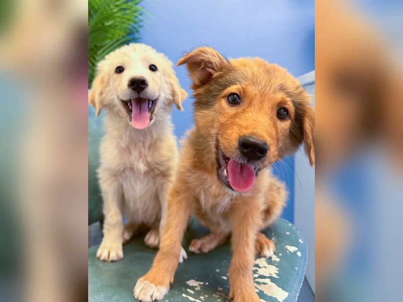 Hund Hündin Welpe Tierschutz Bundesweite Vermittlung