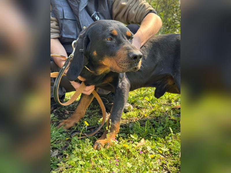 Hund Rüde Tierschutz Bundesweite Vermittlung