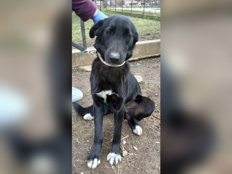 Hund Hündin Tierschutz Kastriert Bundesweite Vermittlung
