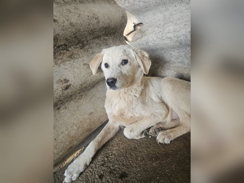 Hund Hündin Welpe Tierschutz Bundesweite Vermittlung