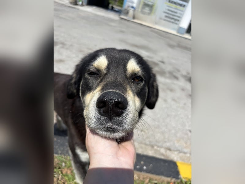 Hund Rüde Tierschutz Bundesweite Vermittlung
