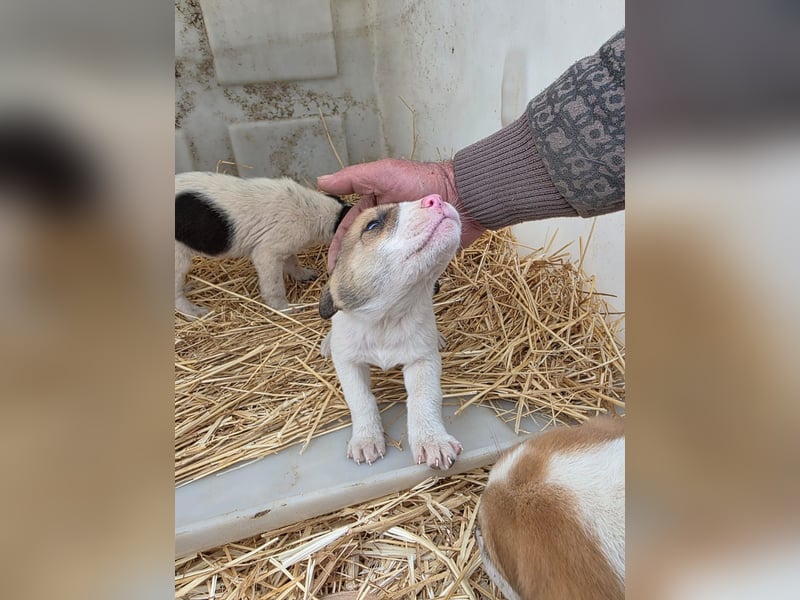 Hund Rüde Tierschutz Welpe Bundesweite Vermittlung