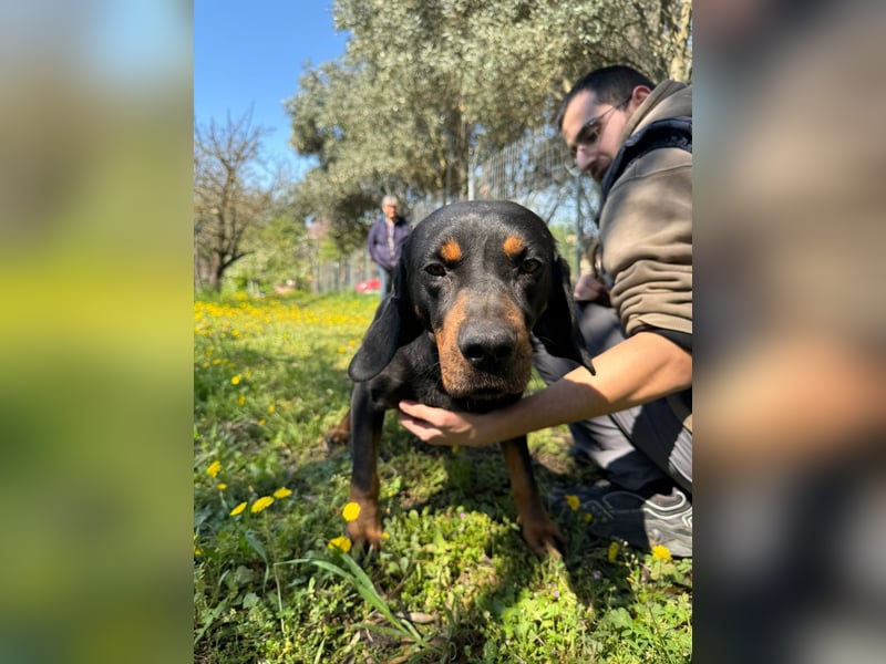 Hund Rüde Tierschutz Bundesweite Vermittlung