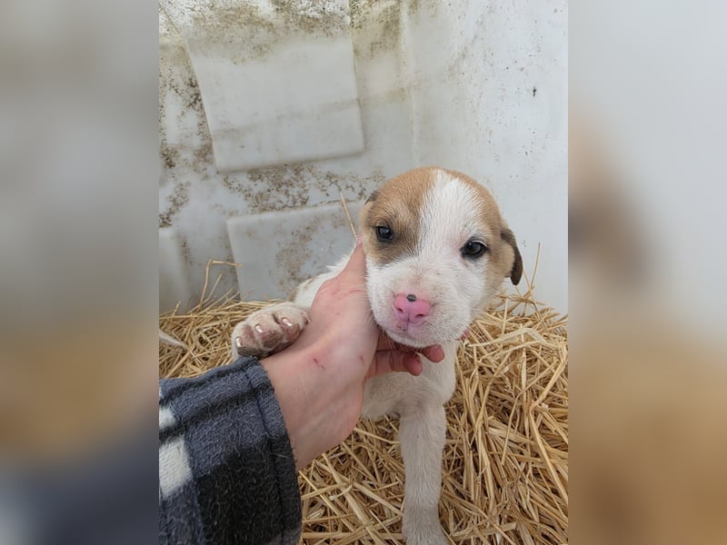 Hund Rüde Tierschutz Welpe Bundesweite Vermittlung