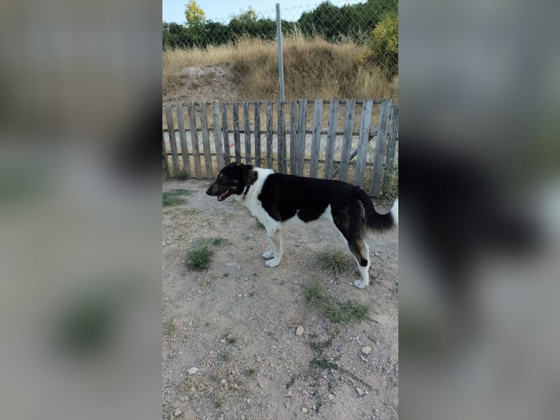 Hund Rüde Tierschutz kastriert Blind Handicap Bundesweite Vermittlung