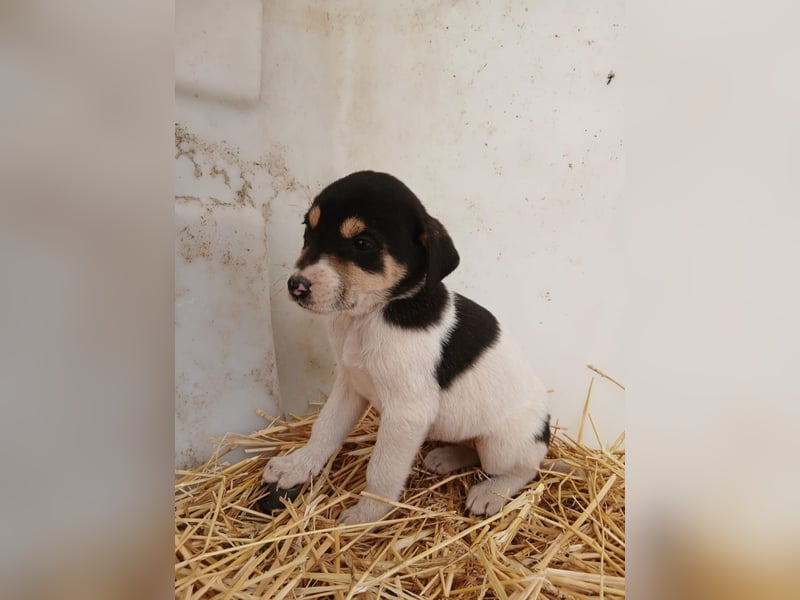 Hund Hündin Welpe Tierschutz Bundesweite Vermittlung