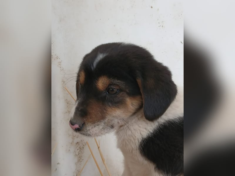 Hund Rüde Welpe Tierschutz Bundesweite Vermittlung