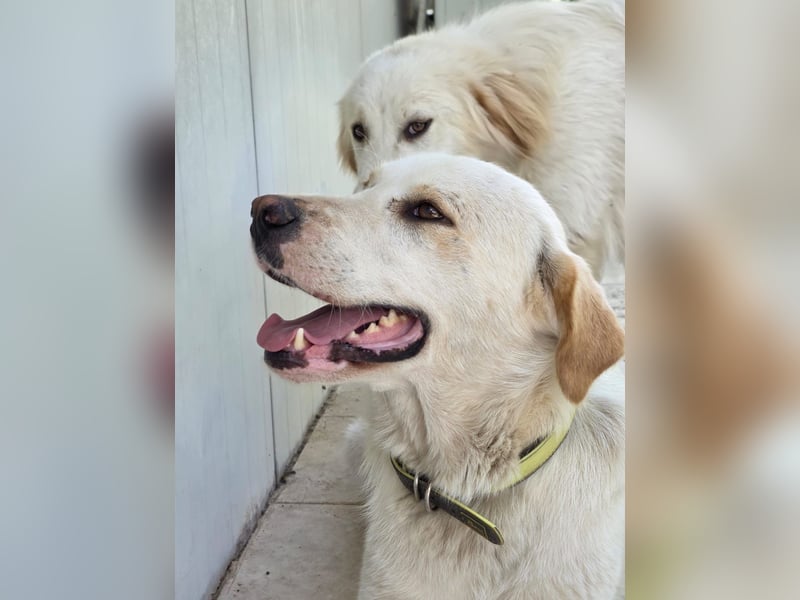 Hund Hündin Kastriert Tierschutz Bundesweite Vermittlung