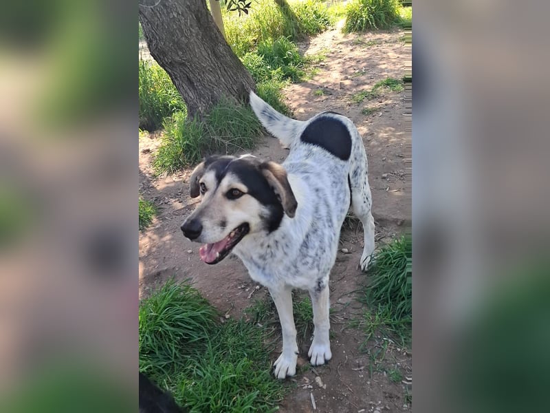 Hund Rüde Tierschutz Bundesweite Vermittlung