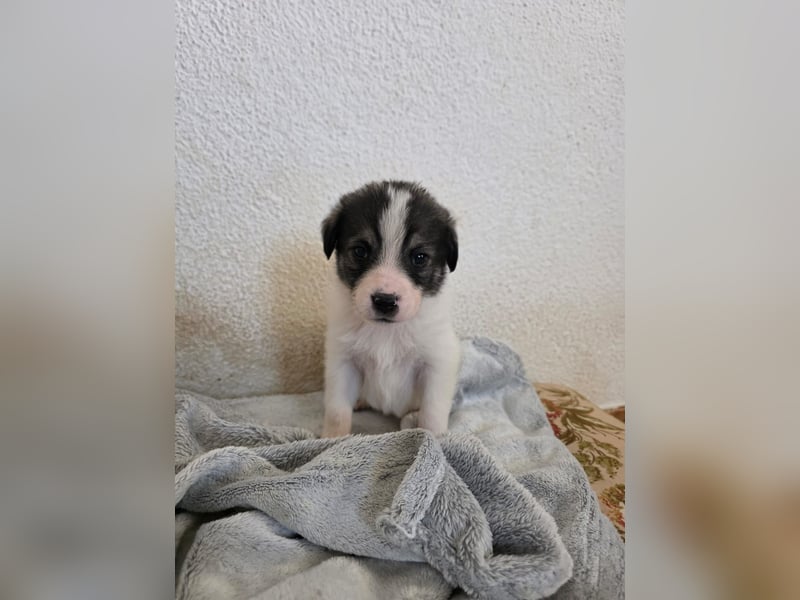 Hund Hündin Welpe Tierschutz Bundesweite Vermittlung