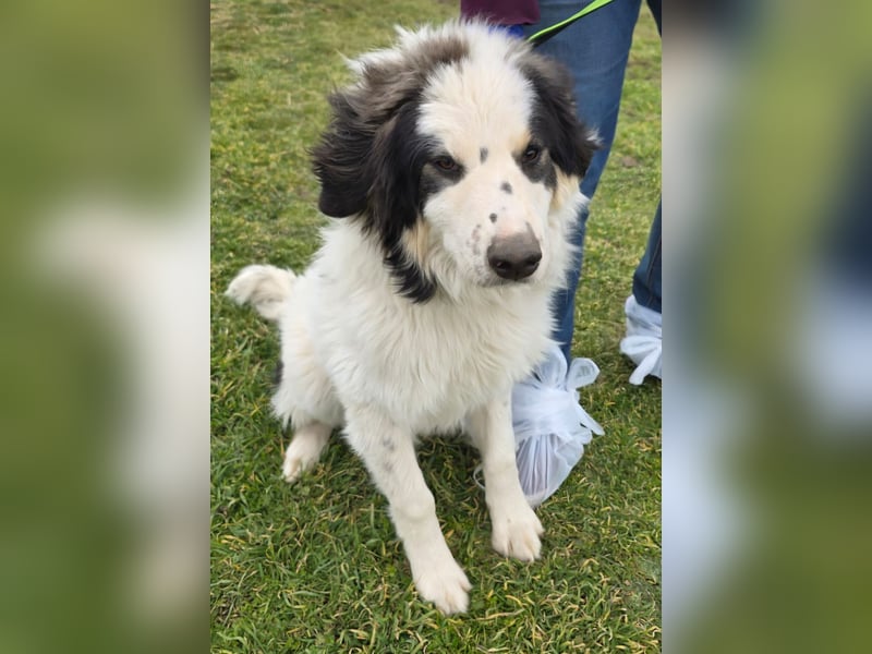 Hund Rüde Tierschutz Bundesweite Vermittlung