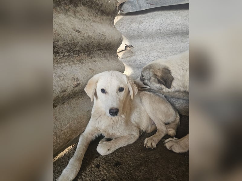 Hund Hündin Welpe Tierschutz Bundesweite Vermittlung