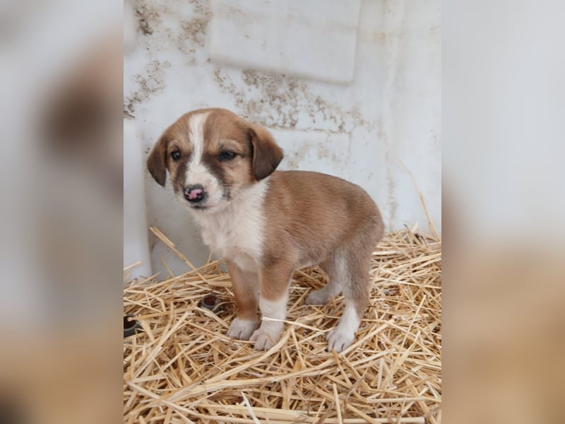Hund Hündin Welpe Tierschutz Bundesweite Vermittlung
