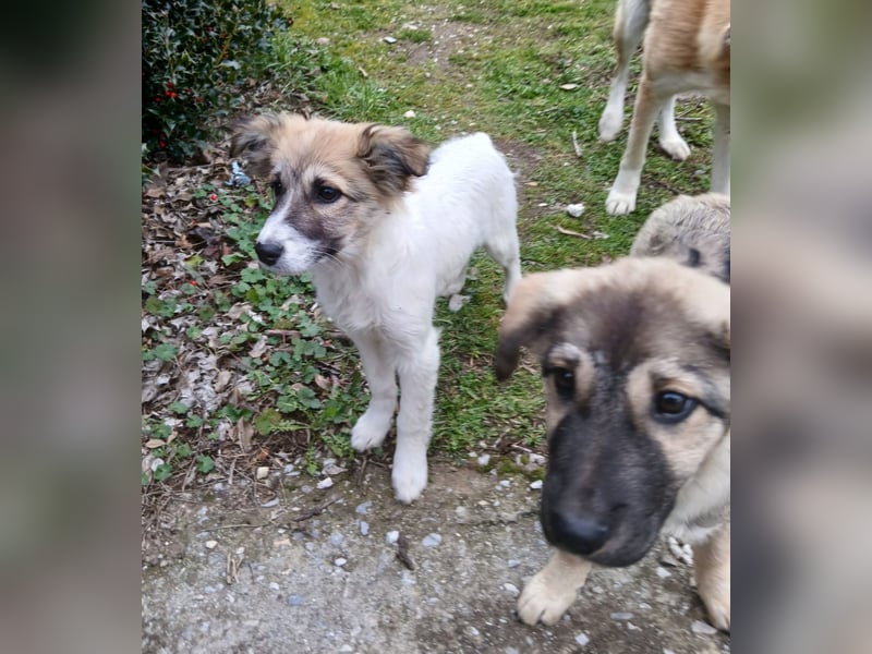 Hund Rüde Tierschutz Welpe Bundesweite Vermittlung