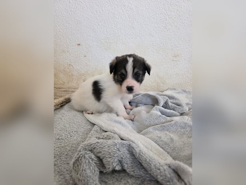 Hund Hündin Welpe Tierschutz Bundesweite Vermittlung