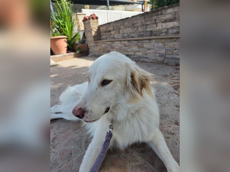 Hund Hündin Kastriert Tierschutz Bundesweite Vermittlung